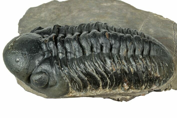 Prone Reedops Trilobite - Atchana, Morocco #323692